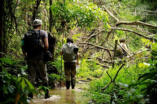 Rainforest Trekking Experience