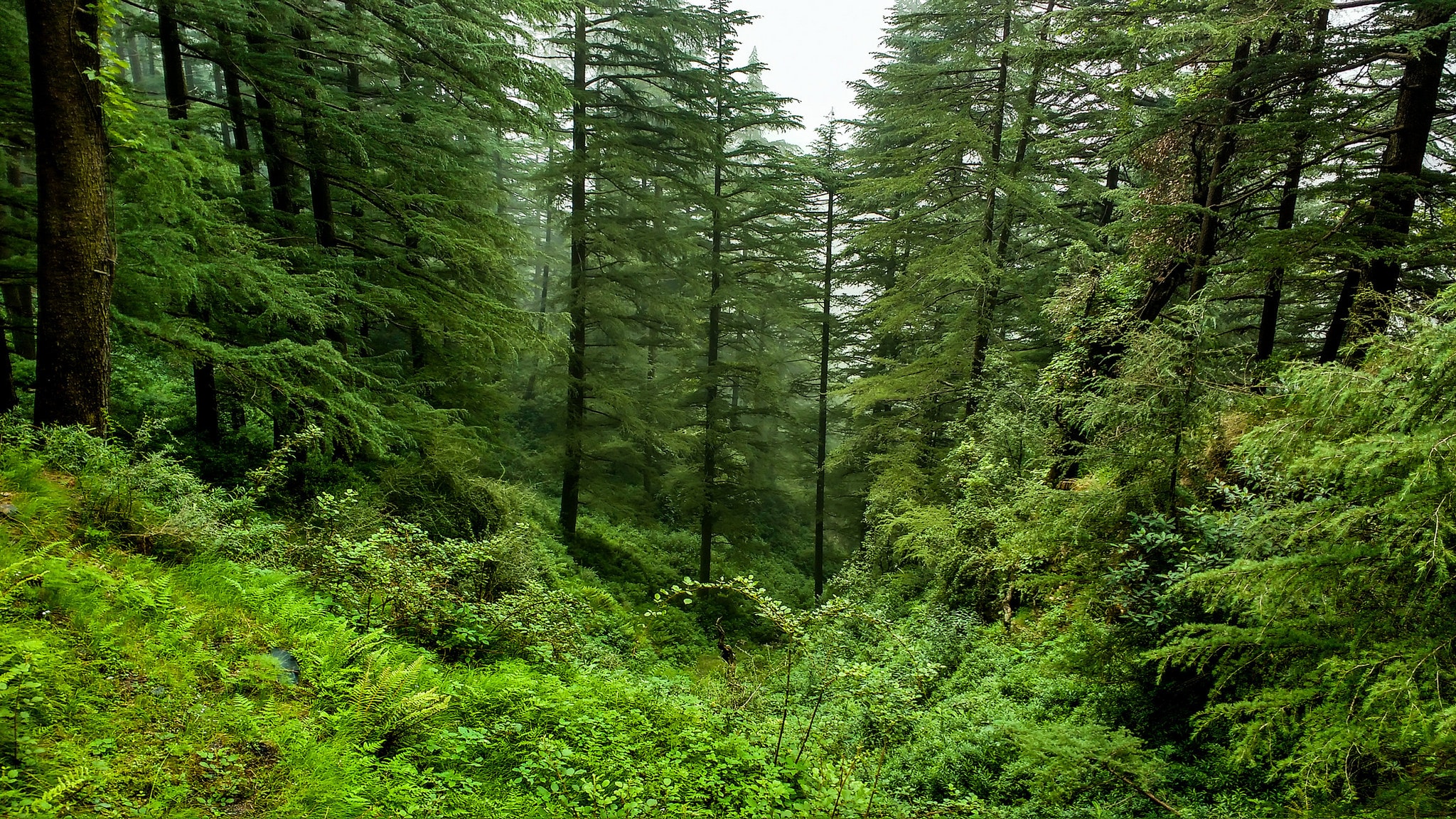Dark Forest Tour