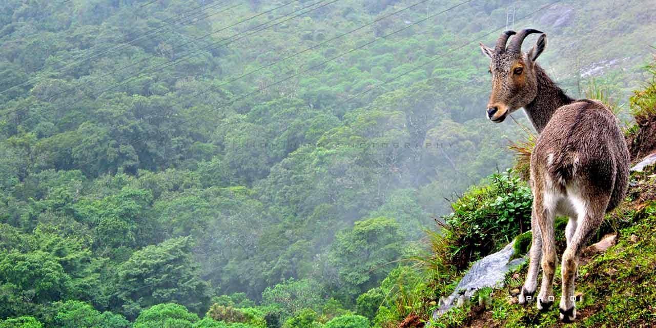 Things To Do In Munnar | Skywing Travels