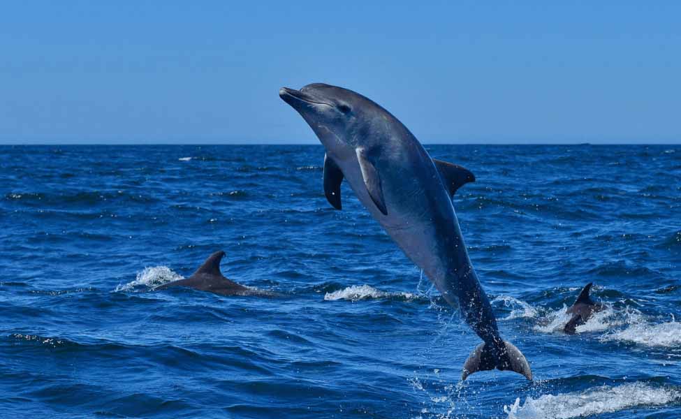 Dolphin Sightseeing | Book Your Ticket Now - Skysafar.com