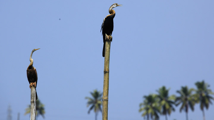 Kumarakom Bird Sanctuary in Kottayam - Skysafar.com