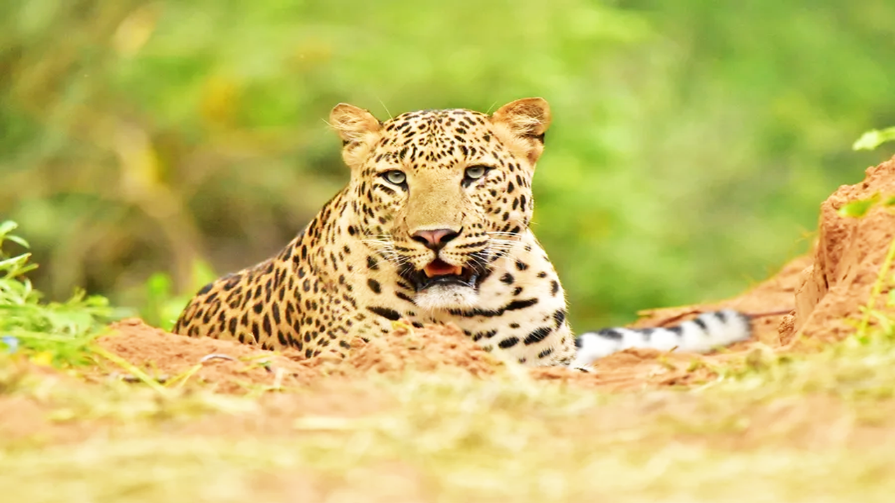 Jhalana Leopard Safari in Jaipur - Skysafar.com