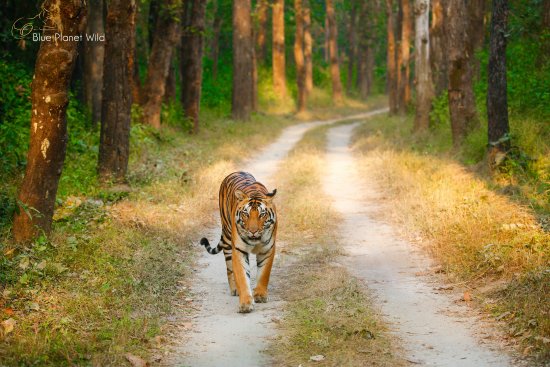 Kanha National Park