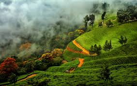 Kerala Nature