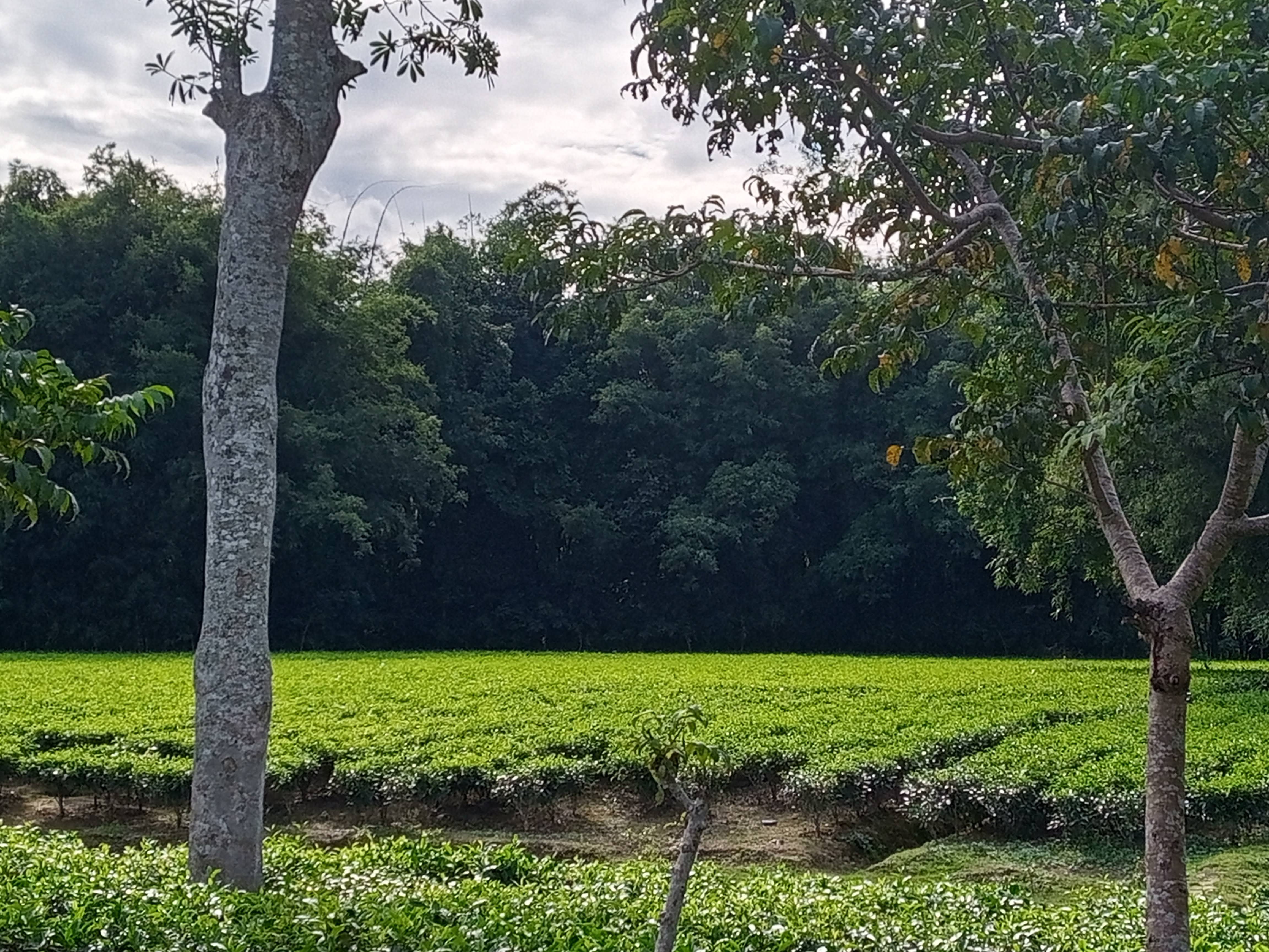 "Discover the Perfect Blend: Tea and Golf Adventures in Assam, Northeast India"