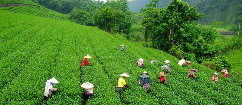 Darjeeling