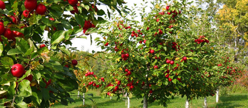 Apple Garden