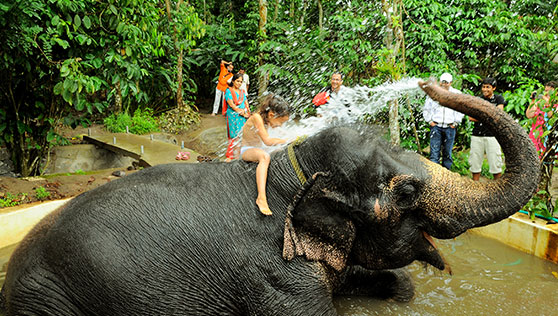 Elephant Camp Thekkady