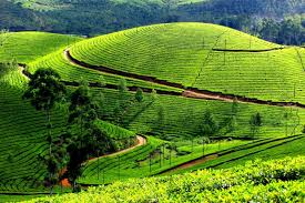 Tea Plantations Munnar