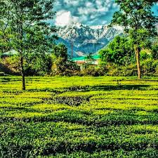 Palampur Tea Garden