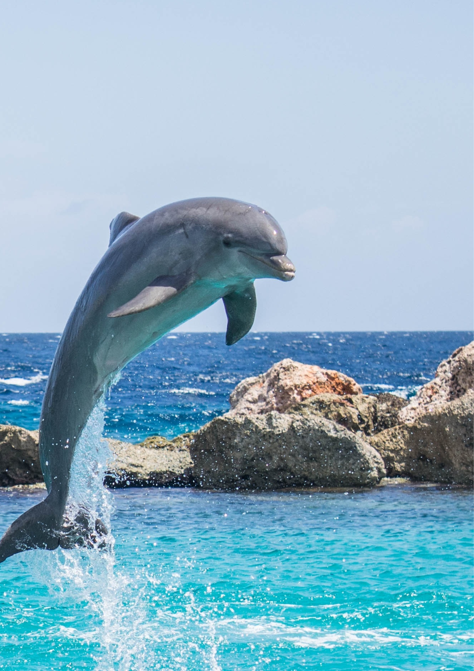 Sunset Dolphin Cruise
