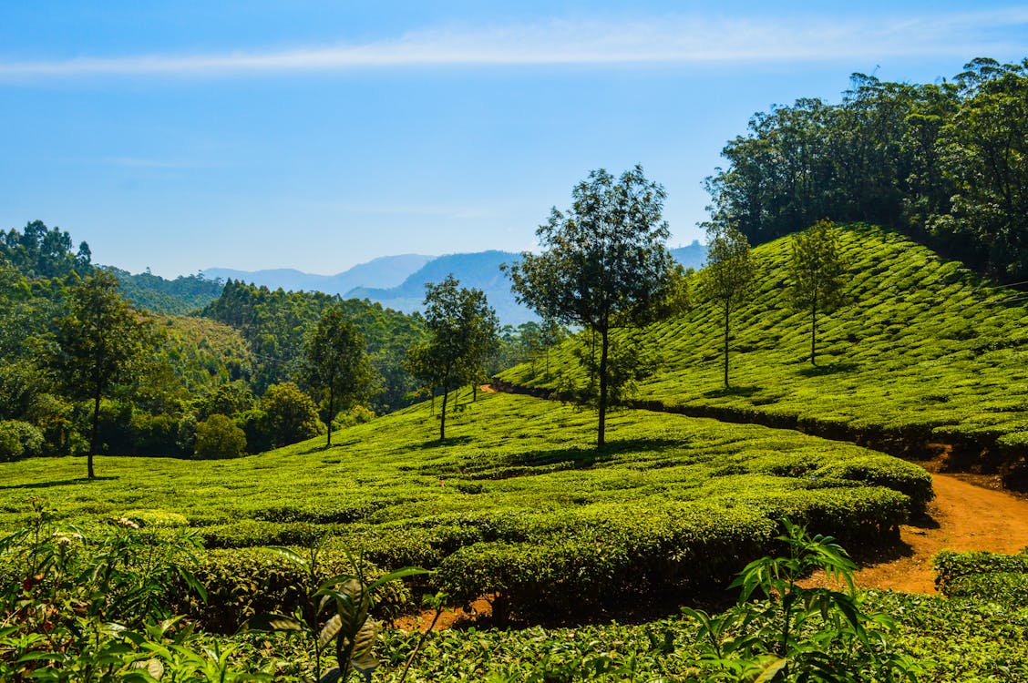 lush hills, tea plantations