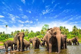 Pinnawala Elephant Orphanage
