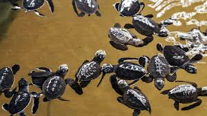 Kosgoda Sea Turtle Conservation Hatchery