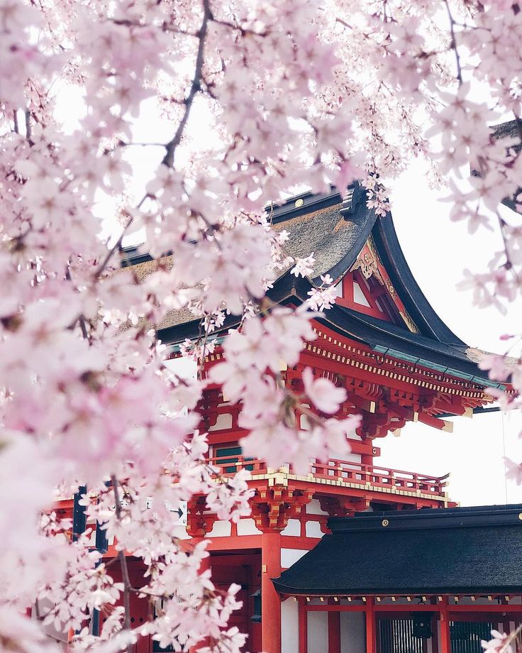 Japan’s Cherry Blossom Group Tour - 2025