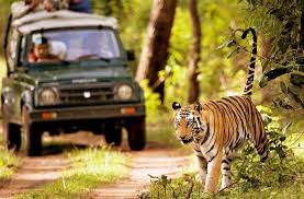 Wildlife Adventure in Chitwan National Park