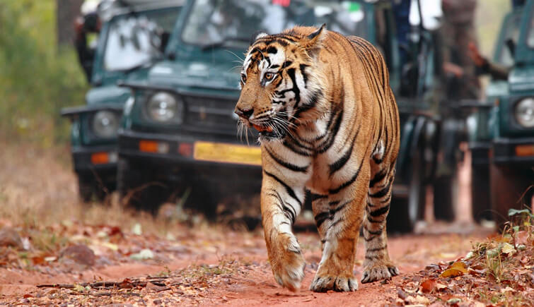 Jaipur with Ranthambore