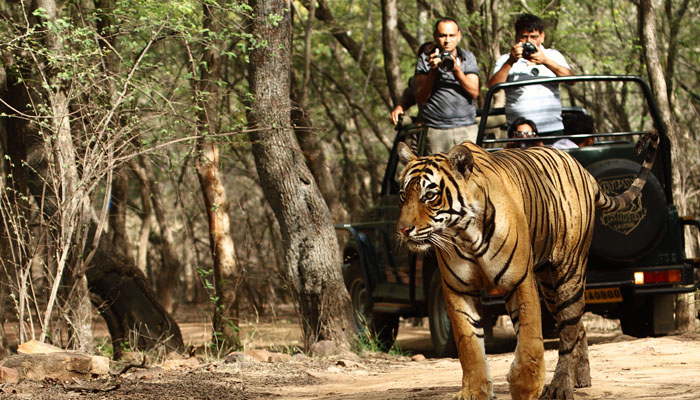 Ranthambore Golden Triangle