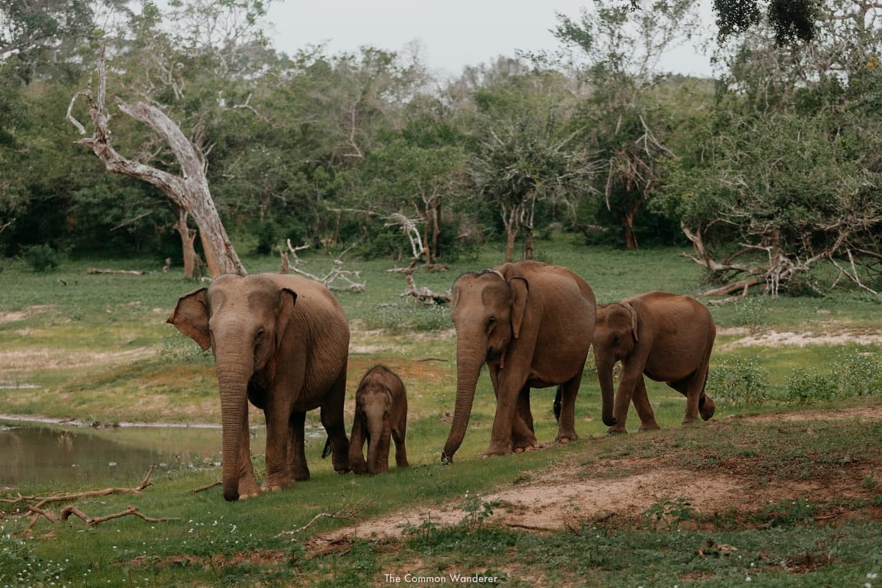 Yala safari