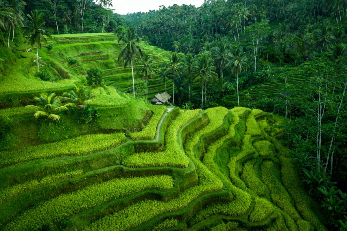 Tegallalang Rice Terraces