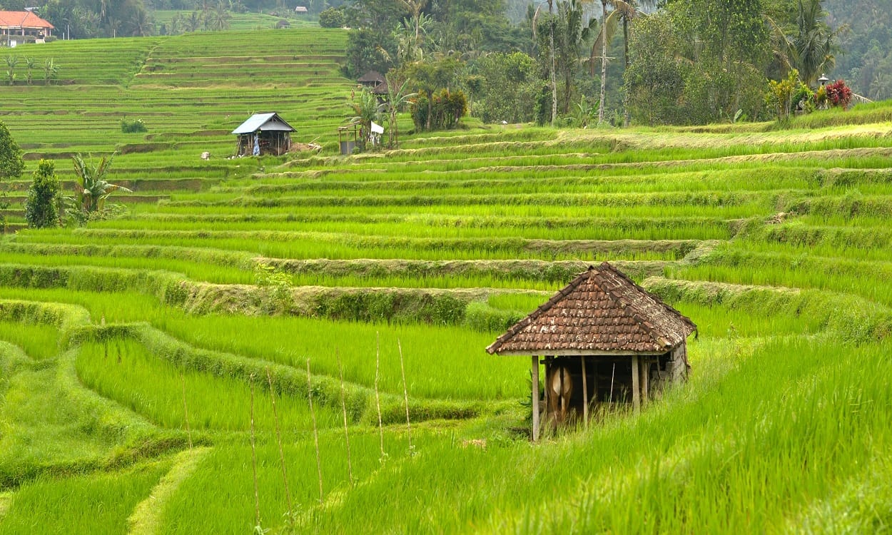 Jatiluwih Rice Terraces.