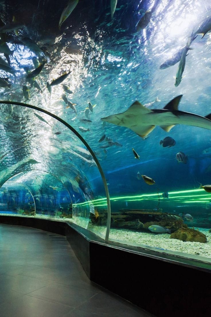 Dubai  Underwater Zoo
