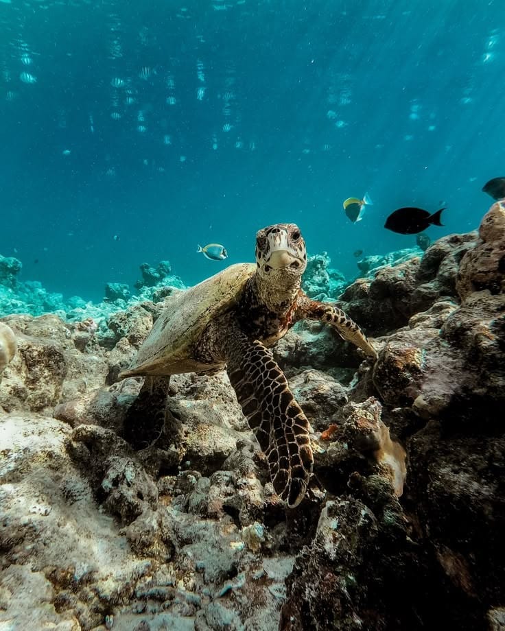 Snorkeling Excursion