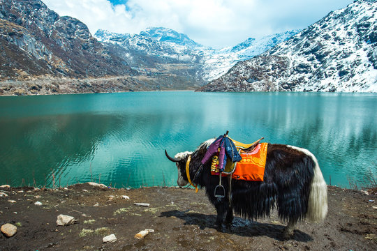 Affordable Sikkim and Darjeeling Tour / Travel Package -Tripvision.in