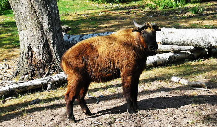 Zoo of Thimpu