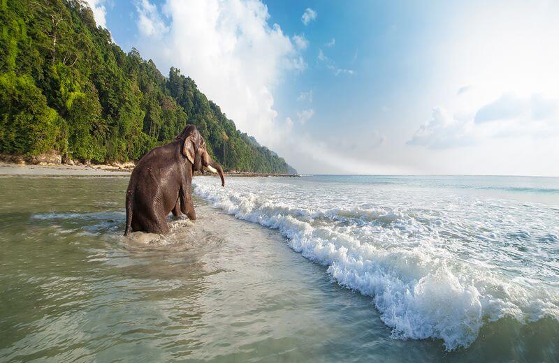 Elephant Beach