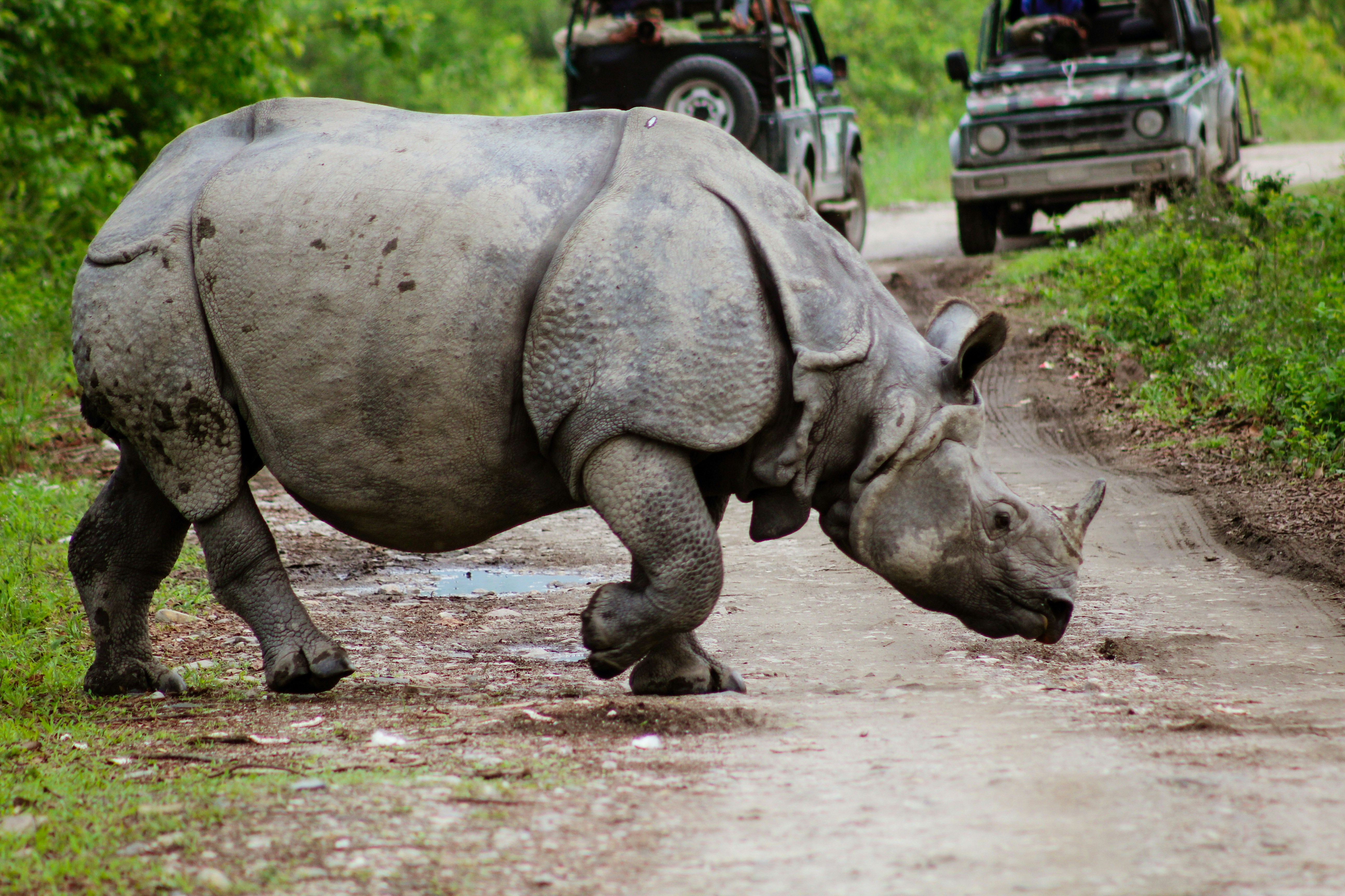 Kaziranga