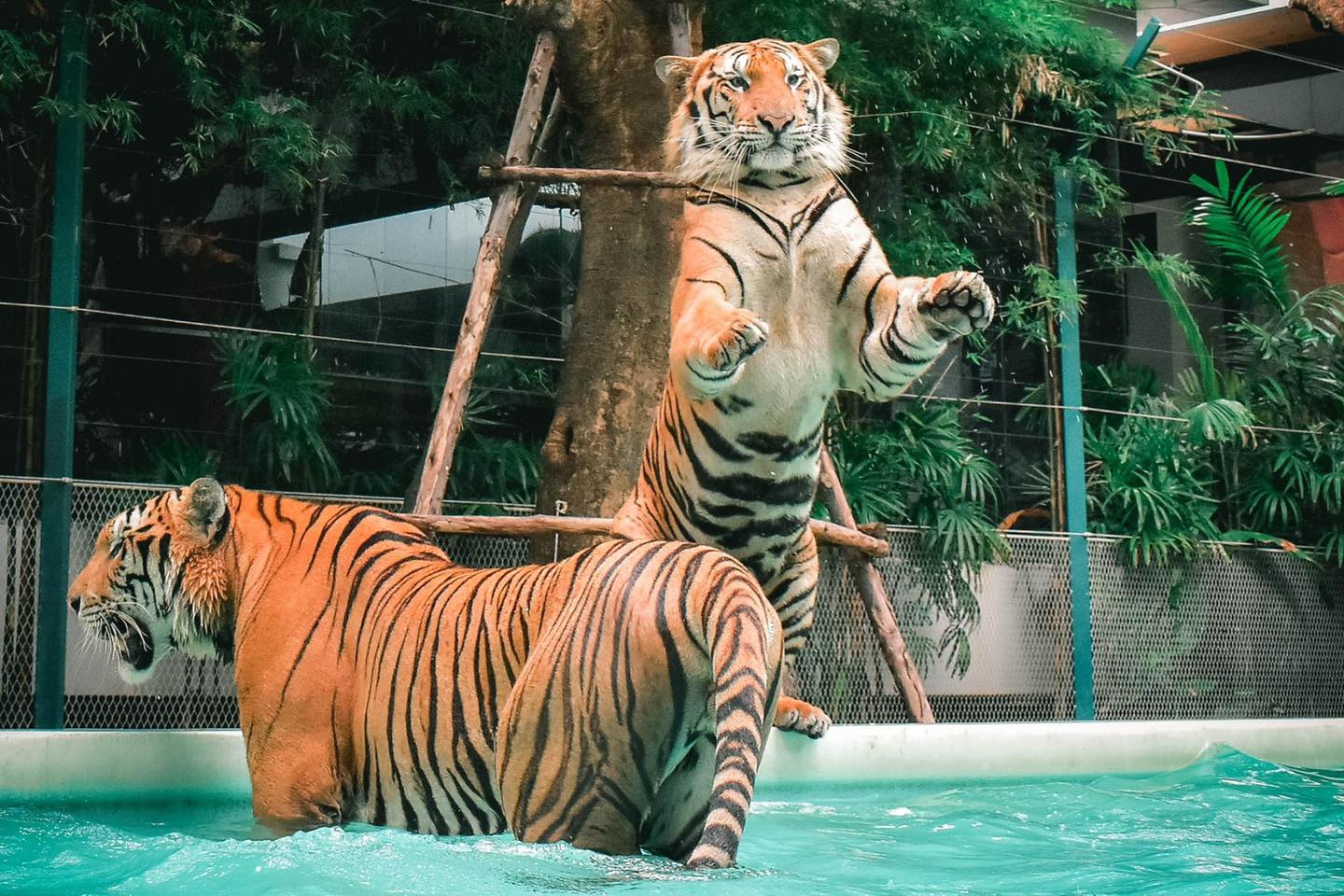 Pattaya