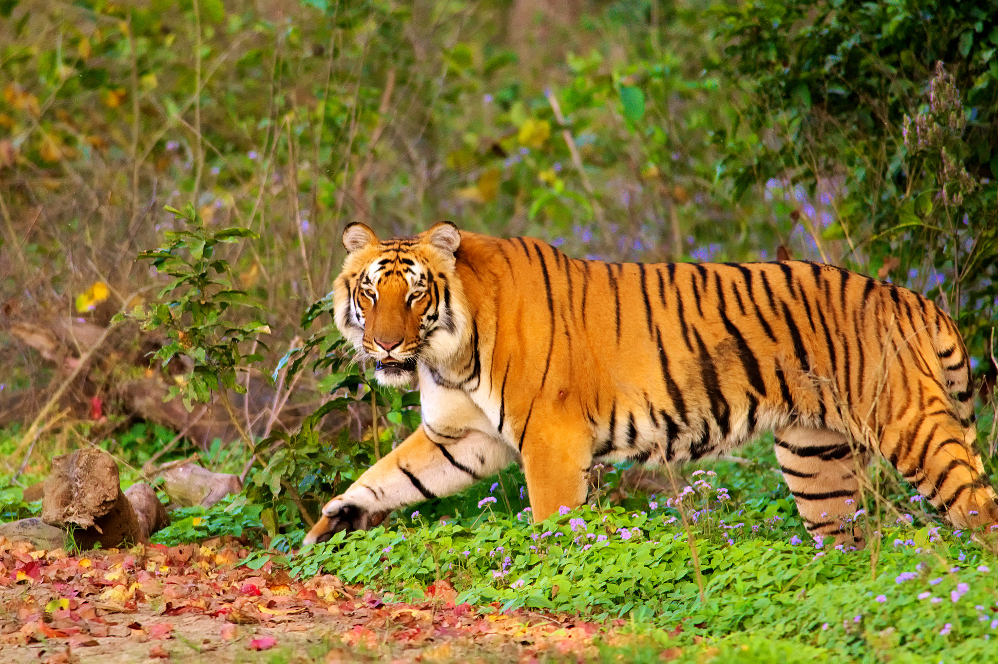 Jim corbett holiday tour and corbett holiday package