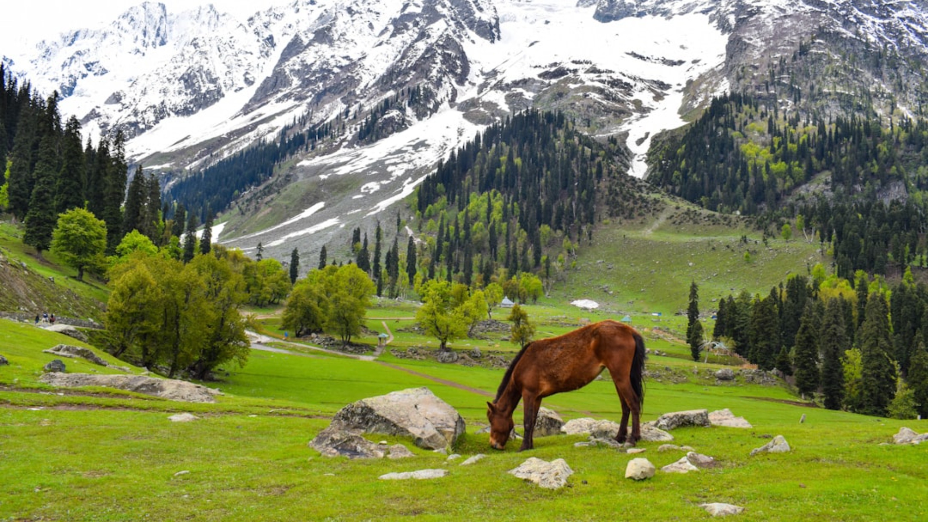 Kashmir Lakes and Pines