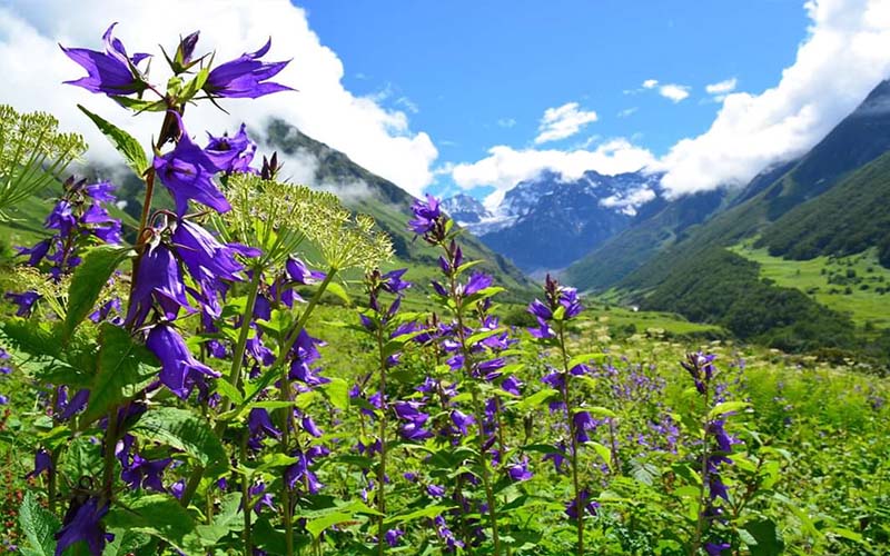 VALLEY OF FLOWERS