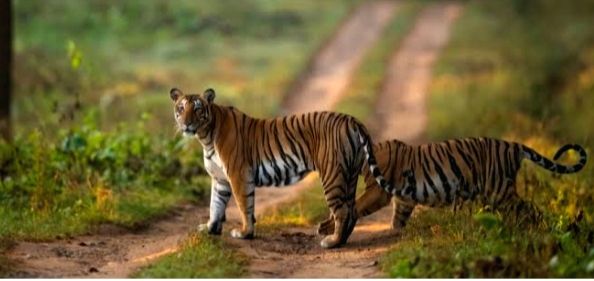 Wayanad and Nagarahole Tiger Reserve 4N 5D