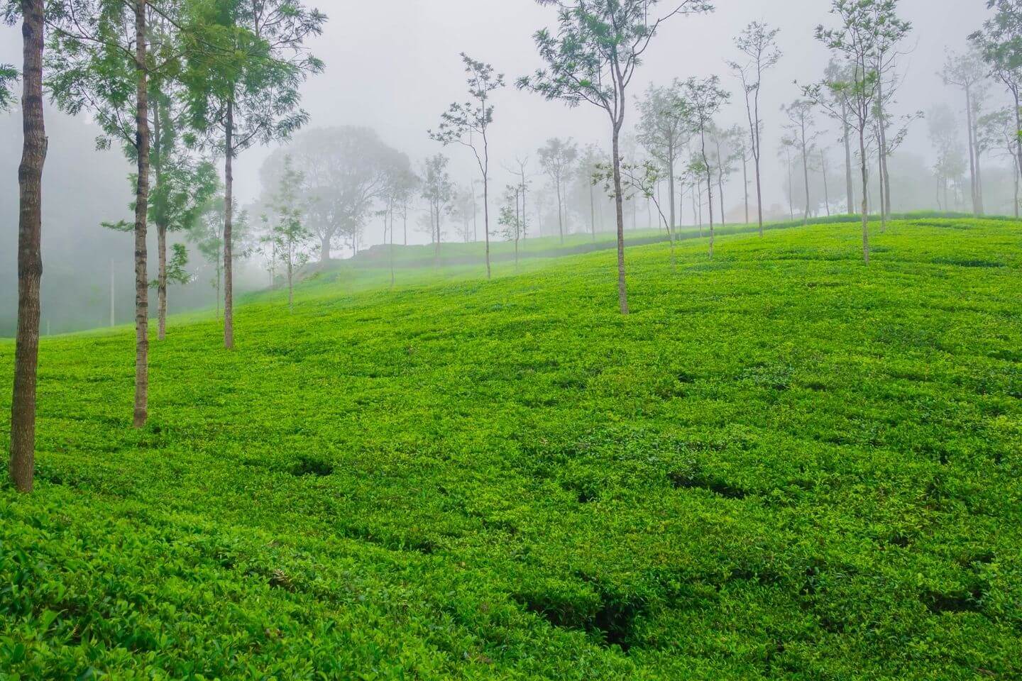 Ooty Coonoor 2N 3D EX CBT