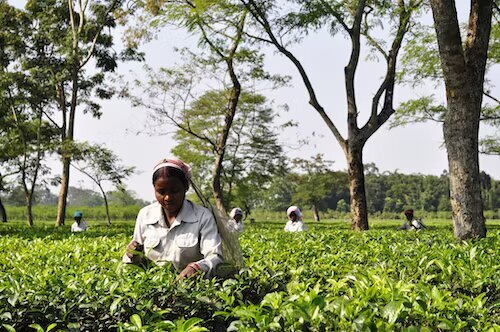Discover Assam 5 Days of Wildlife Culture and Natural Beauty