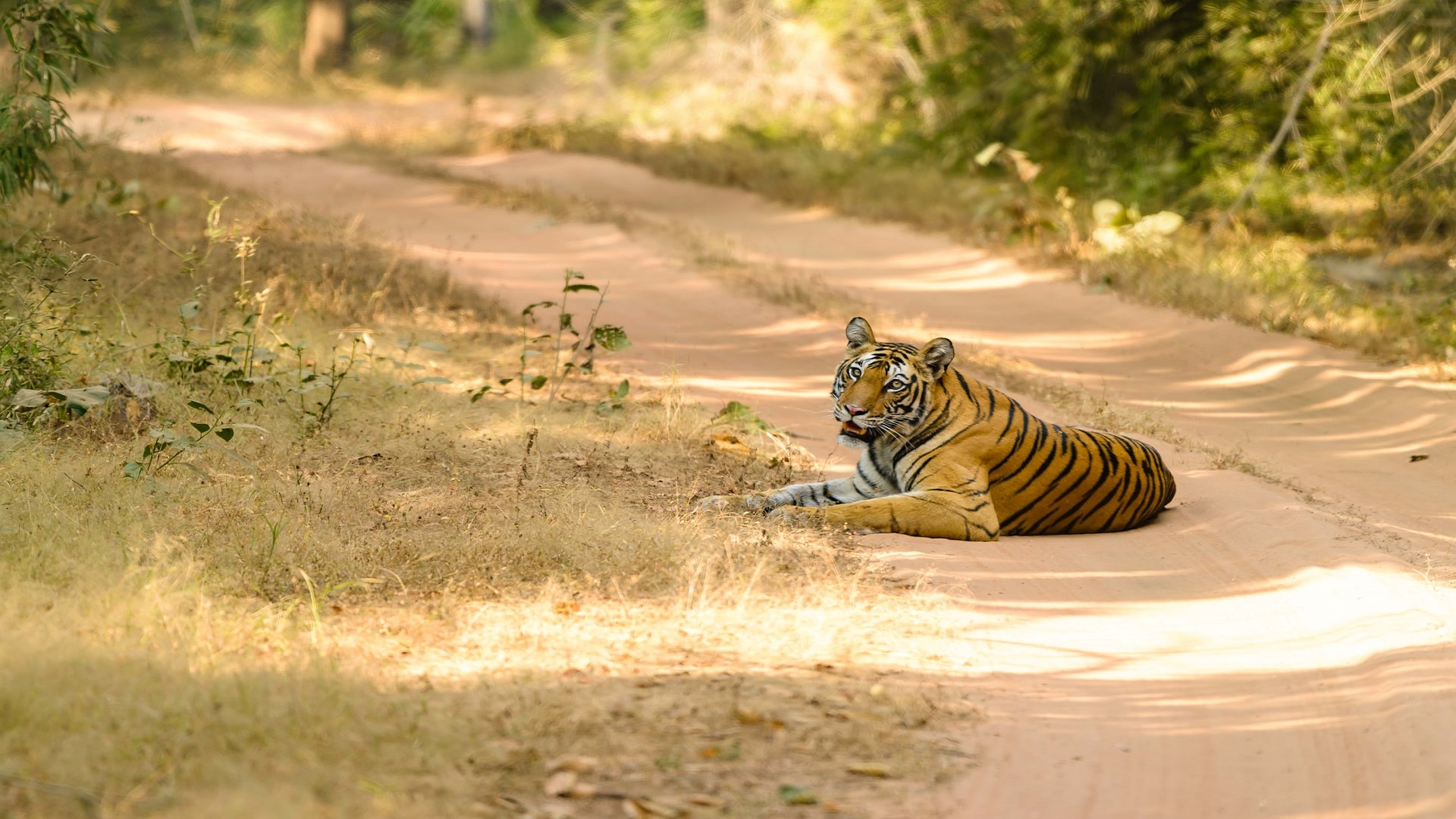 05D Bandhavgarh Tiger Park Ex Delhi
