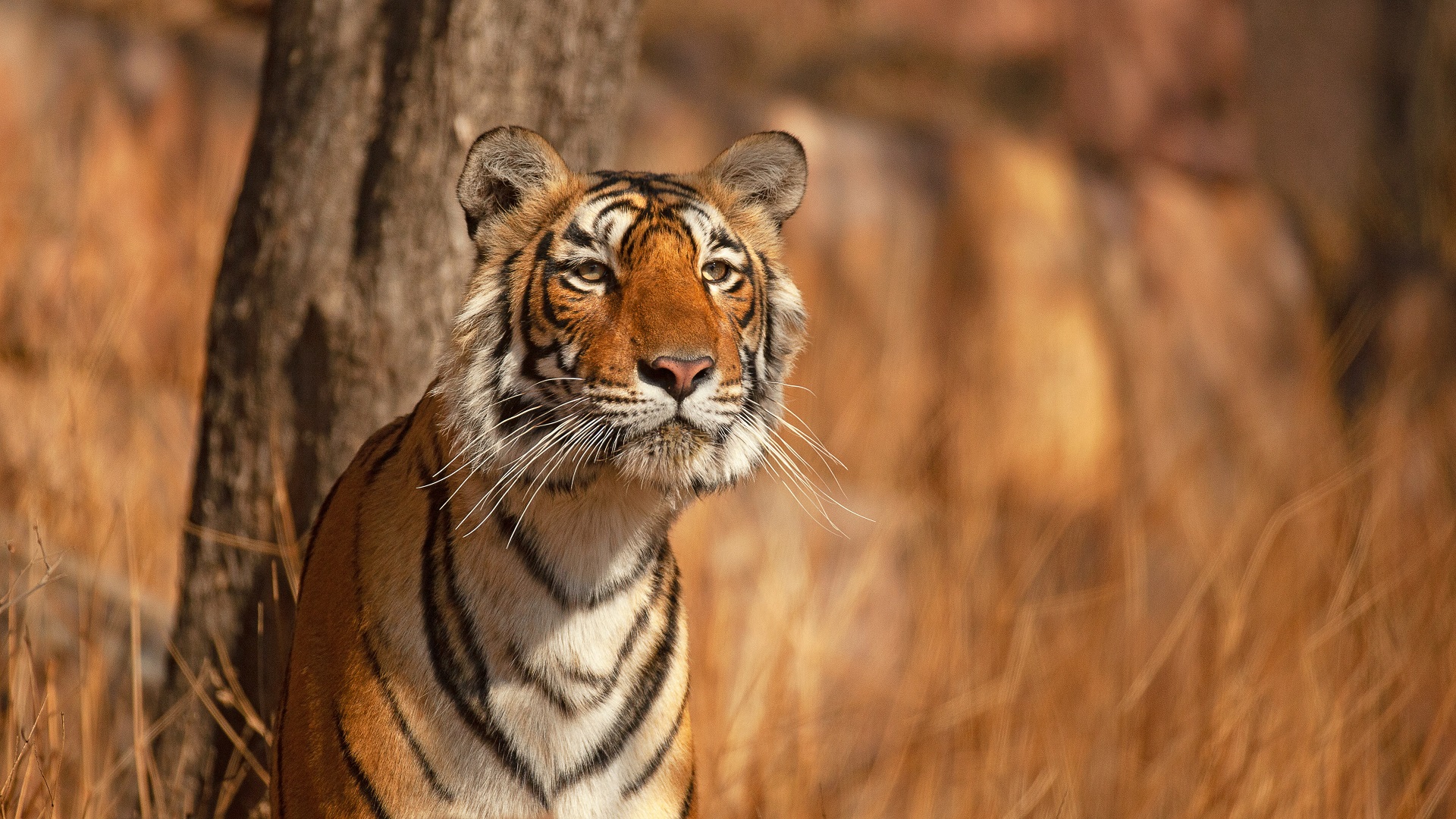 03D Ranthambore Tiger Park Ext