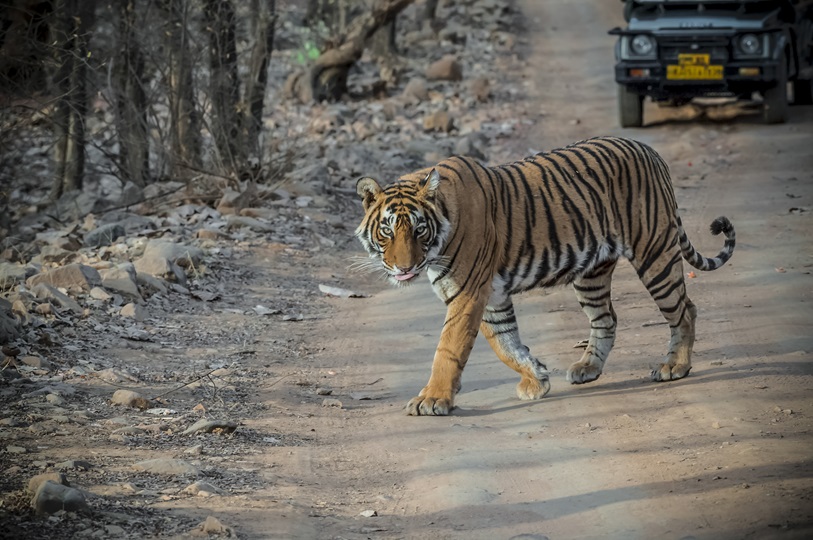 Jaipur to Ranthambore