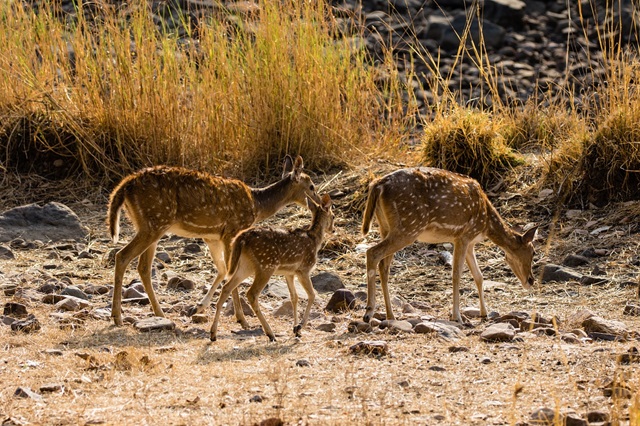 Ranthambore Jungle