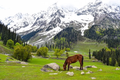 A Winter Sojourn through Srinagars Enchanting Snowscape