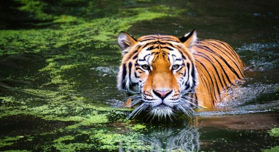 WILDLIFE