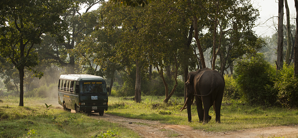 Safari @ Bandipura & Nagarahole