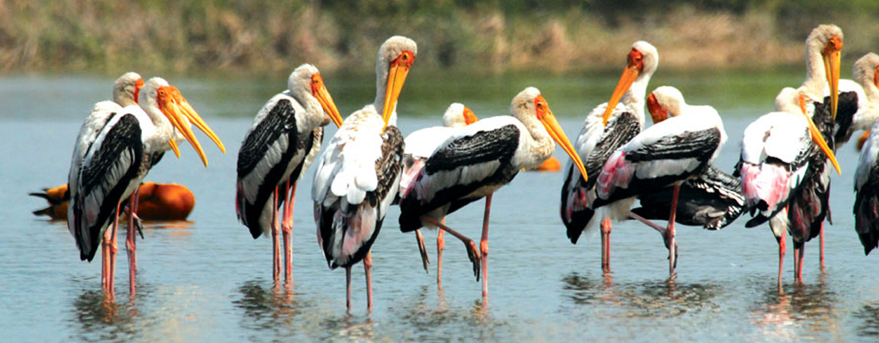 Asan Bird Sanctuary