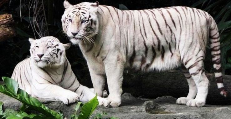 India First to Have White Tiger Safari in the World