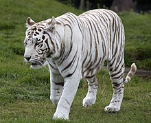 History of White Tigers