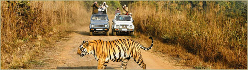Wildlife Holidays
