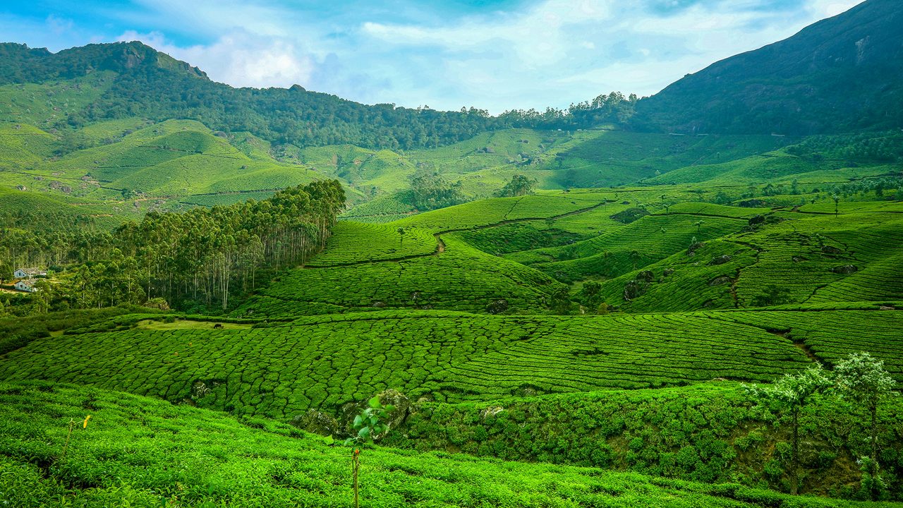 Embrace the Serenity of Munnar: A Tranquil Hill Station Retreat